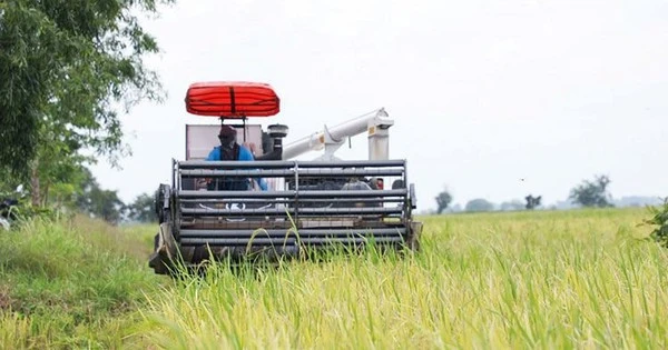 Giá 'hạt vàng' giảm sốc, nông dân Campuchia oằn mình chịu lỗ gần 7 triệu đồng/ha, tính bỏ ruộng sang Thái Lan làm thuê