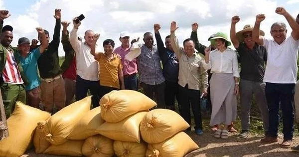 Cuba muốn học hỏi một kỹ thuật của Việt Nam trong lĩnh vực nuôi sống một nửa nhân loại: Kỳ tích