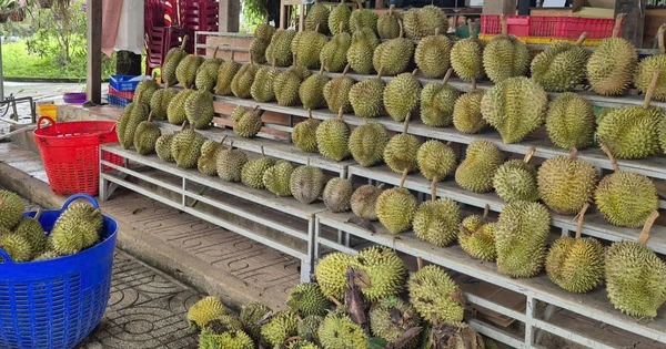 Giá sầu riêng tăng nóng, vì sao nông dân vẫn than khó xuất khẩu?