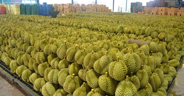 Không phải Thái Lan hay Việt Nam, một đối thủ sở hữu loại sầu riêng ‘độc nhất’ được Trung Quốc, Singapore liên tục săn lùng, giá gần 800.000 đồng/kg