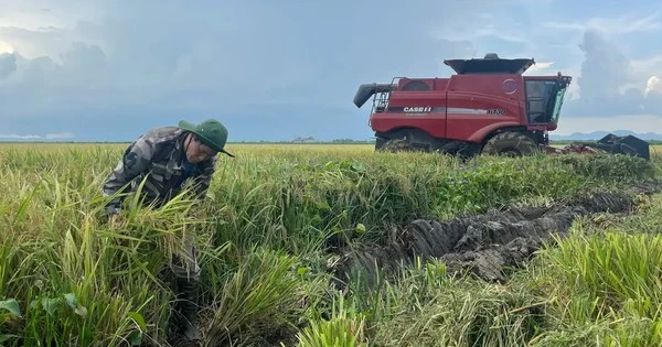 Động thái chưa từng có tiền lệ: Cuba đánh cược tương lai nông nghiệp vào hạt giống Việt Nam