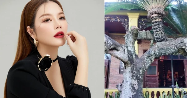 Loài cây độc nhất Việt Nam, siêu giá trị trong biệt phủ trăm tỷ, rộng 10.000 mét vuông của Lý Nhã Kỳ