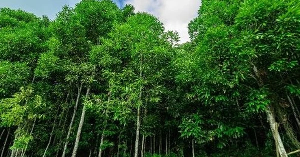 ‘Trợ lực’ từ Indonesia đổ bộ giúp Việt Nam thống lĩnh một mặt hàng của thế giới: Là loại cây từ gốc đến ngọn đều ra tiền, thu về hàng trăm triệu USD mỗi năm