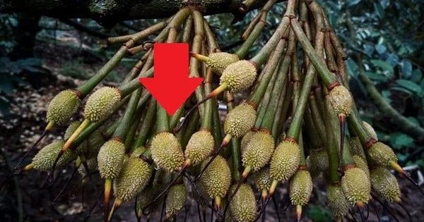 Lần đầu tiên mặt hàng xuất khẩu tỷ USD của Việt Nam có quy trình kiểm soát riêng