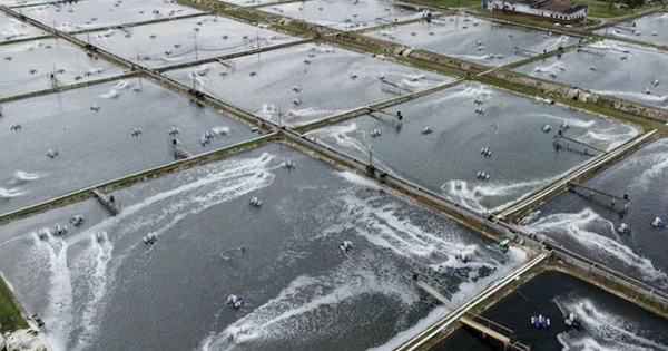 Việt Nam sở hữu một ‘mỏ vàng’ có công nghệ chế biến dẫn đầu thế giới: Vừa thu về hơn 3 tỷ USD, Mỹ, Trung Quốc đều đua nhau mua hàng