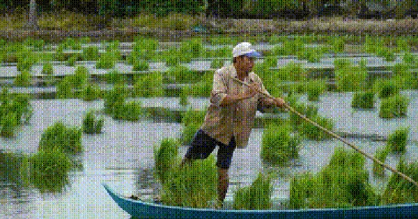 VIDEO: Tuyệt chiêu nghề ném mạ thuê ở Cà Mau