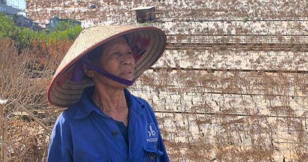 Hà Nội: Xót xa hàng chục ngàn gốc đào Nhật Tân, Phú Thượng bị 