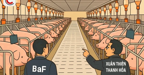 2 doanh nghiệp xin xây 'chung cư nuôi heo': Tiềm lực như thế nào?