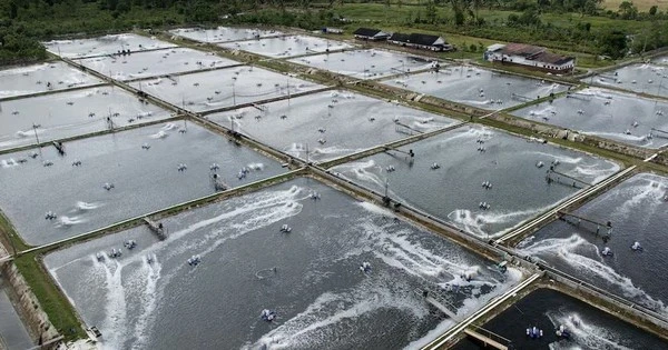 Cửa sang Mỹ hẹp dần, ngành công nghiệp tỷ USD của nền kinh tế gần 300 triệu dân vẫn lạc quan, hướng đến Trung Quốc với tham vọng chiếm lĩnh 1/5 thị phần
