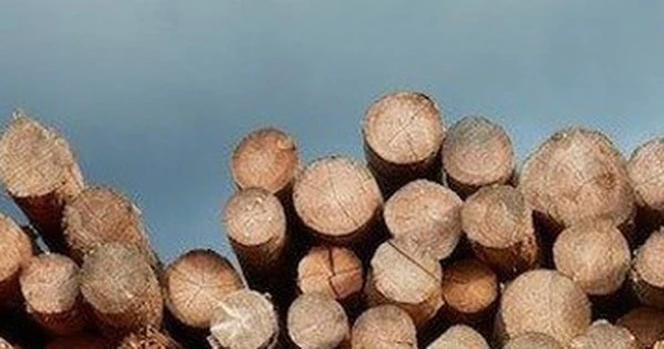 Mỹ đổ hơn 2 tỷ USD săn 'cây kim tiền' của Việt Nam: Thuế nhập khẩu 0%, Việt Nam là ông trùm đứng thứ 5 thế giới