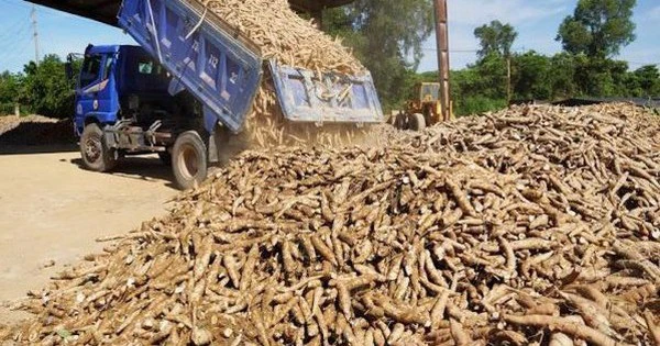 Việt Nam sở hữu 'vựa lúa dưới lòng đất' được Nhật Bản đổ tiền thu mua hàng nghìn tấn: Xuất khẩu tăng đột biến hơn 400%, giá giảm mạnh