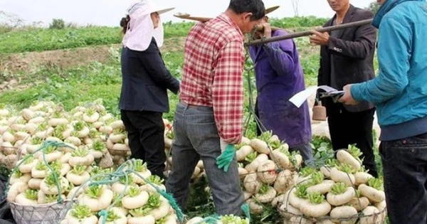 Củ cải “biến dạng” mà siêu năng suất, xưa là rau cứu đói, nay giúp “hái ra tiền”