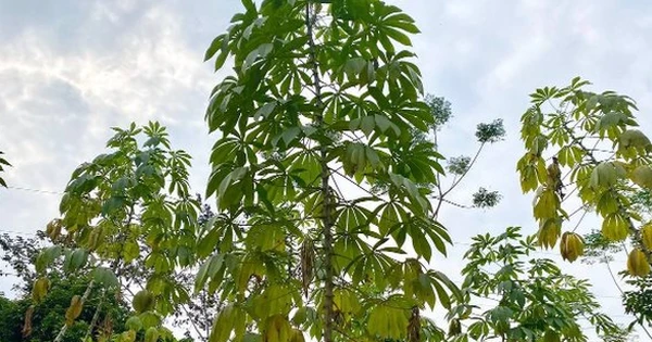Sau gạo và sầu riêng, thêm một mặt hàng của Việt Nam trở thành đối thủ lớn của Thái Lan: Nước ta thu hơn 372 triệu USD từ đầu năm