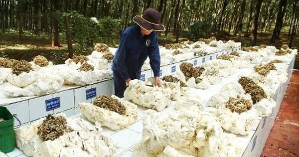 Vượt Trung Quốc, Hàn Quốc, hơn 300 nghìn tấn “vàng trắng” từ Campuchia ồ ạt vào Việt Nam