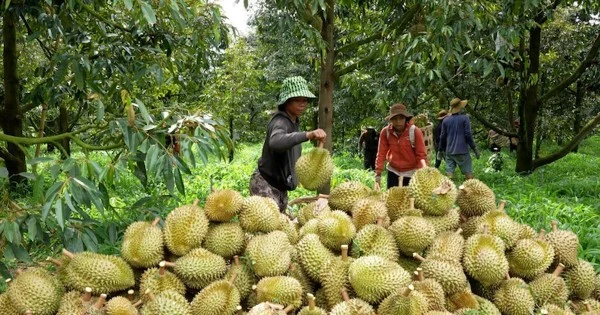 Cám cảnh sầu riêng: Chỉ khi 'sạch từ gốc' mới thực sự ngọt lâu