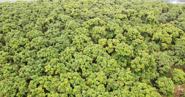 Đặc sản của VN đạt doanh thu kỷ lục, bay thẳng sang Nhật Bản, Mỹ, Canada, Úc, EU giá tăng gấp hơn 15 lần