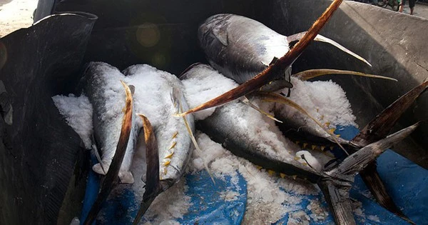 Không phải sầu riêng, 'siêu thực phẩm' của Việt Nam sang Thái Lan thành hàng hot: thu về hơn 700 triệu USD, 100 thị trường tranh nhau 'chốt đơn'