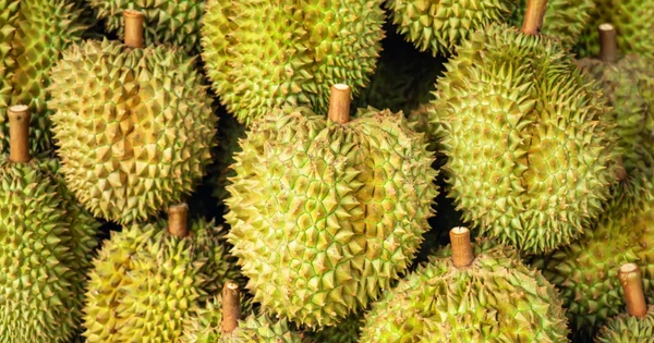 Đối thủ của Việt Nam, Thái Lan liên tục ra mắt giống sầu riêng mới: Đã có hơn 200 giống được đăng ký, hướng đến xuất khẩu sang Ấn Độ, Úc, châu Âu