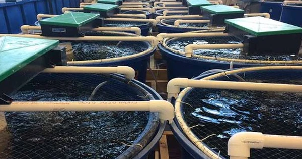 Mỹ, Trung Quốc đua nhau săn mua mỏ vàng của Việt Nam: Bỏ túi hơn 1,7 tỷ USD, nước ta đang trở thành ‘ông trùm’ thứ 3 thế giới