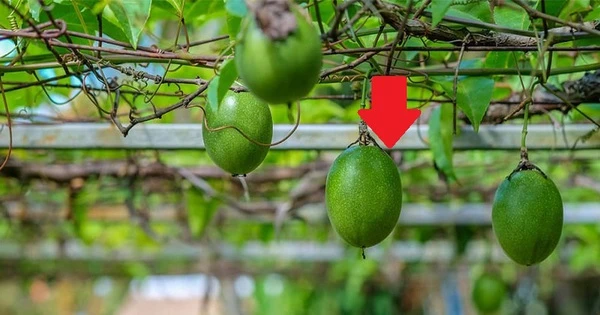 Việt Nam – Trung Quốc ký Nghị định thư mới: 4 mặt hàng của nước ta rộng cửa vào thị trường tỷ dân