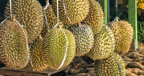 Một đối thủ sầu riêng của Việt Nam vừa bắt tay Trung Quốc thành lập liên doanh sầu riêng triệu đô: Sắp có 9 kho lạnh công suất 100.000 tấn, sở hữu đội container khủng