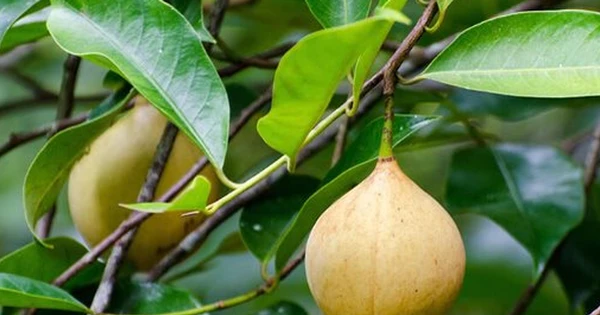 Việt Nam trồng được một loại ‘sản vật’ đắt đỏ thứ 3 thế giới: Mỹ, Hà Lan liên tục săn lùng, chỉ có rất ít quốc gia sở hữu