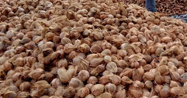 Không phải sầu riêng, một báu vật triệu đô của Việt Nam khiến Trung Quốc, Mỹ mê mẩn: diện tích trồng 200.000 ha, giá xuất khẩu tăng gấp 6 lần