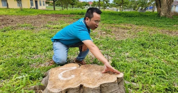 Tạm dừng bổ nhiệm nguyên chủ tịch xã vì chặt cây xanh ở khuôn viên trụ sở đem bán