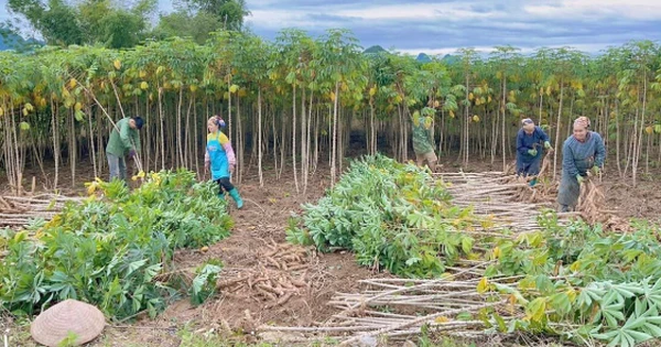 Một 'mỏ vàng dưới lòng đất' của Việt Nam khiến Trung Quốc có bao nhiêu mua bấy nhiêu: Thu về gần 700 triệu kể từ đầu năm, nước ta cạnh tranh với Thái Lan ngôi vương của thế giới