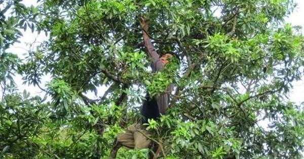 Loại cây lấy hoa cực hiếm trên thế giới nhưng Việt Nam sở hữu hàng chục nghìn ha: Thu về gần 50 triệu USD kể từ đầu năm, sản lượng đứng thứ 2 thế giới