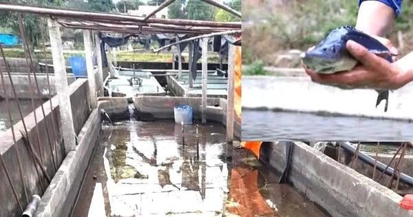 Cá tầm Trung Quốc ồ ạt vào Việt Nam, người nuôi trong nước lao đao