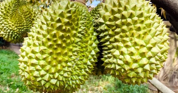 Giá sầu riêng hơn 100.000 đồng/kg, kỳ vọng góp 3 tỷ USD doanh số xuất khẩu
