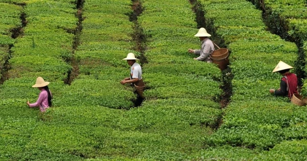 Từng sánh ngang cổ phiếu, BĐS, loại ‘tài sản’ giới siêu giàu Trung Quốc săn lùng nay bốc hơi 80% giá trị, nhà đầu cơ ‘bỏ của chạy lấy người’: Bóng bóng đã vỡ?