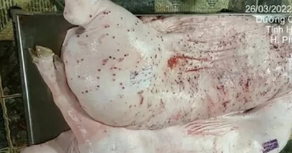Vụ C.P bị tố bán heo bệnh: Cán bộ thú ý đóng dấu sai bị điều chuyển công tác
