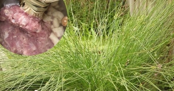 Cỏ dại xưa chỉ để bện dép, nay hóa “báu vật” hơn 1 triệu/kg
