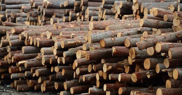 Mỹ giảm thuế xuống 20%, đã chi hơn 4 tỷ USD nhập khẩu cho ngành hàng 'hái ra tiền' này của Việt Nam
