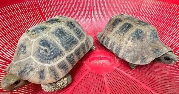 Hai cá thể rùa núi vàng đi lạc vào vườn nhà dân
