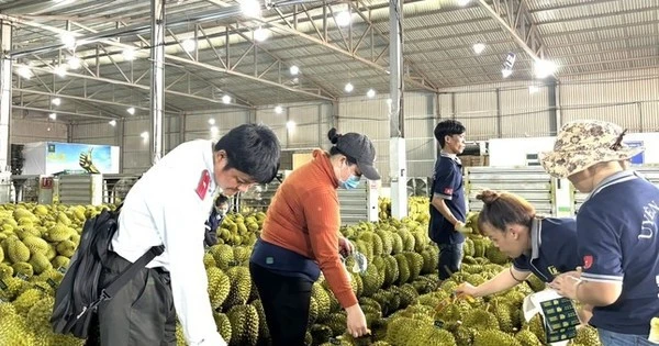 Sầu riêng Việt Nam sẽ đi đâu về đâu?