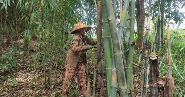 Cụ bà 73 tuổi thu lãi hàng tỷ đồng mỗi năm nhờ vườn tre “độc nhất vô nhị”