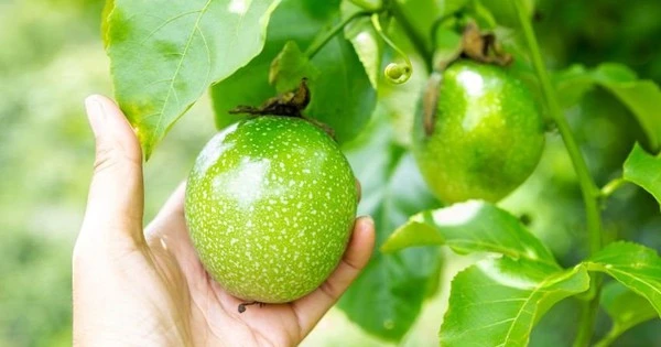 Nếu được vào Mỹ sau đàm phán, loại quả Việt Nam đang trồng nhiều top đầu TG có thể mang về 100 triệu USD