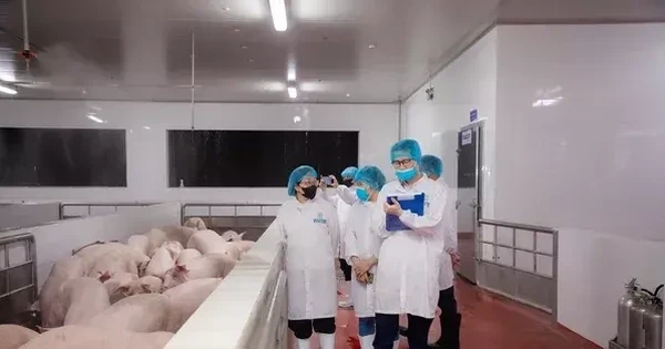 Kiểm tra hoạt động giết mổ lợn của Công ty C.P Việt Nam tại Hà Nội