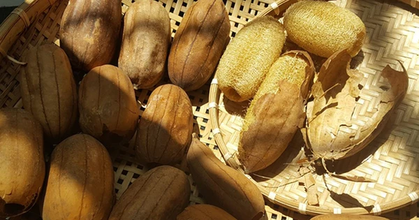 Thứ đặc sản xưa rụng thối gốc không ai nhặt, nay quý như 
