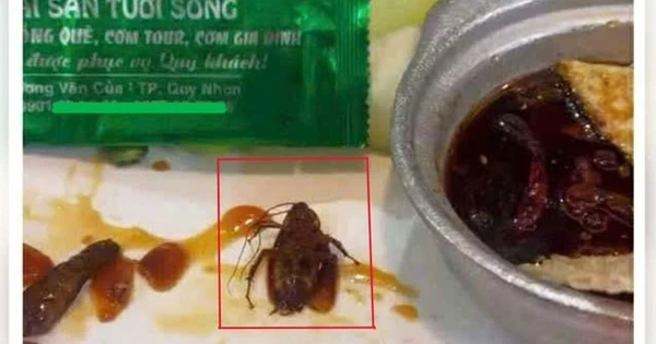 Thực khách phát hiện gián trong món ăn của một nhà hàng có tiếng tại Quy Nhơn