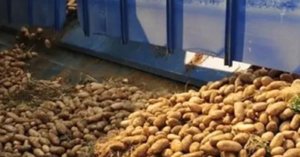Nga tăng mạnh gom hàng một loại củ do nguồn cung thiếu hụt: Giá bán đắt gấp đôi so với láng giềng, Việt Nam cũng trồng được hàng trăm nghìn tấn mỗi năm