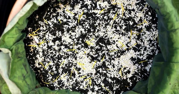 Loại trà đắt đỏ nhất Hà Nội, giá hơn 10 triệu đồng/kg được chế biến thế nào?