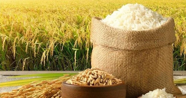 Công ty xuất khẩu gạo lớn nhất Việt Nam nhận nhiệm vụ xây siêu trung tâm logistics nông sản