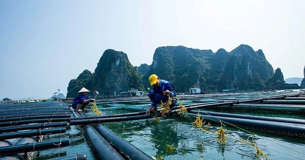 Một mặt hàng tỷ đô có lượng xuất khẩu đột biến: Tăng hơn 111% trong một năm sang nước giàu nhất Mỹ Latinh