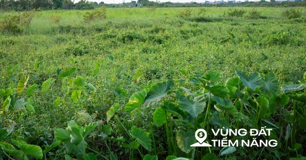Thay bạn đi xem khu đất sẽ xây dự án nhà ở xã hội lớn nhất Thủ đô: Dự kiến sẽ có gần 7.000 căn hộ, sát công viên 100 ha của Sun Group