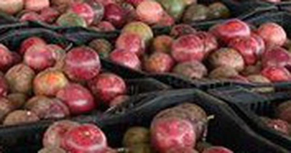 Một 'sản vật' triệu USD của Việt Nam được Trung Quốc ồ ạt thu mua, nước ta là nhà xuất khẩu top 10 thế giới