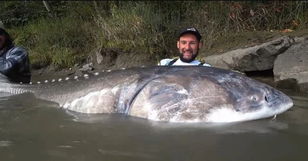 Cần thủ câu được con cá tầm khổng lồ nặng 258kg, dài 3,35m trên sông